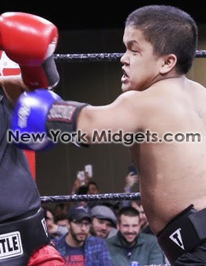 Best Dwarf Boxers 